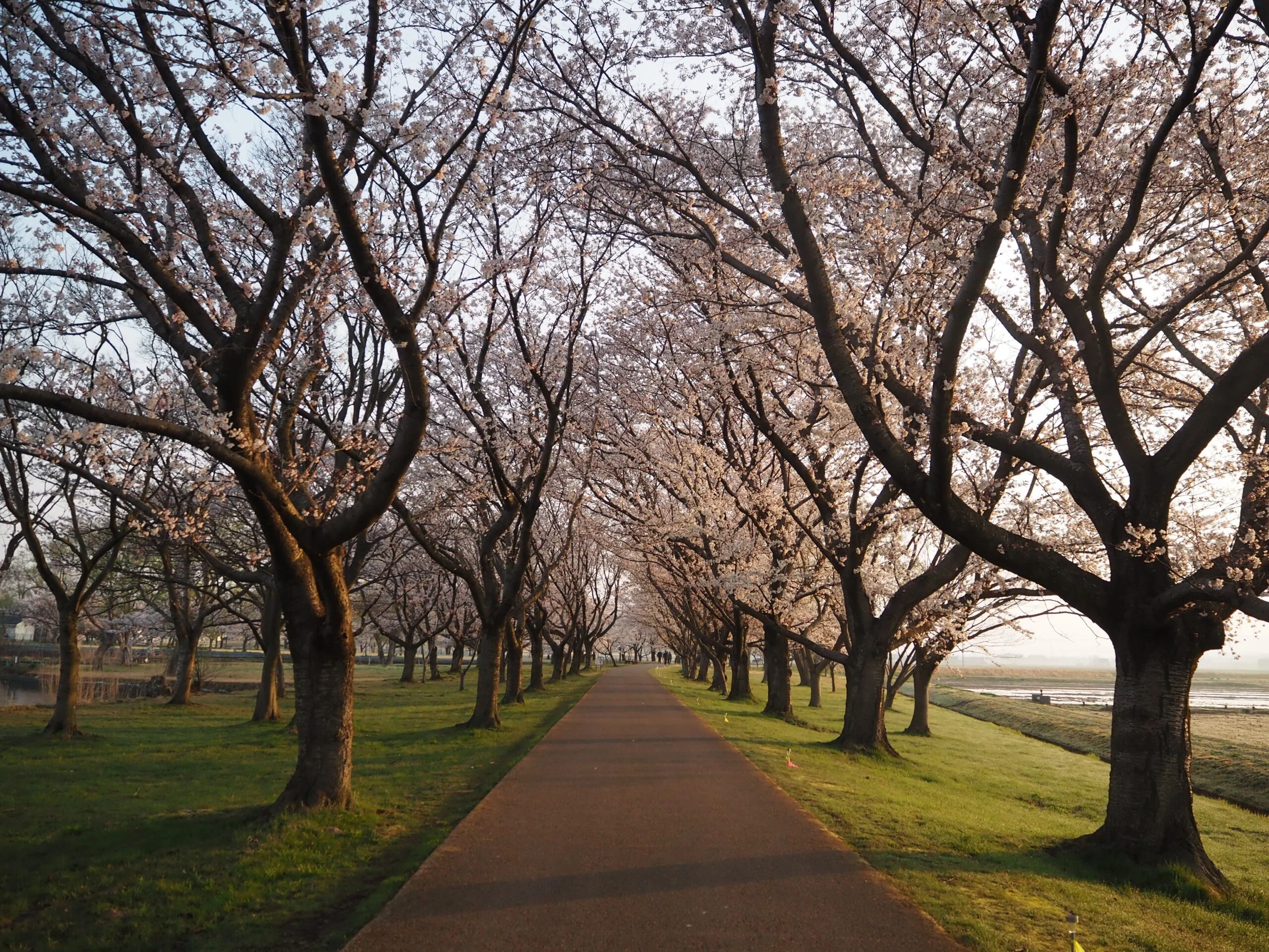[Direct Flight to Komatsu, Japan] Self-Drive Itinerary Planning｜Popular Cherry Blossom Spots｜Parking Guide｜Ishikawa, Nikko, Kanazawa