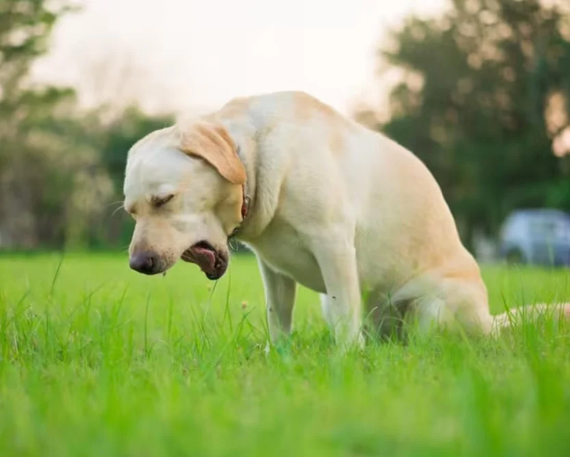 【狗狗乘車易】帶著愛犬自駕遊指南｜狗狗暈車浪徵狀、處理方法