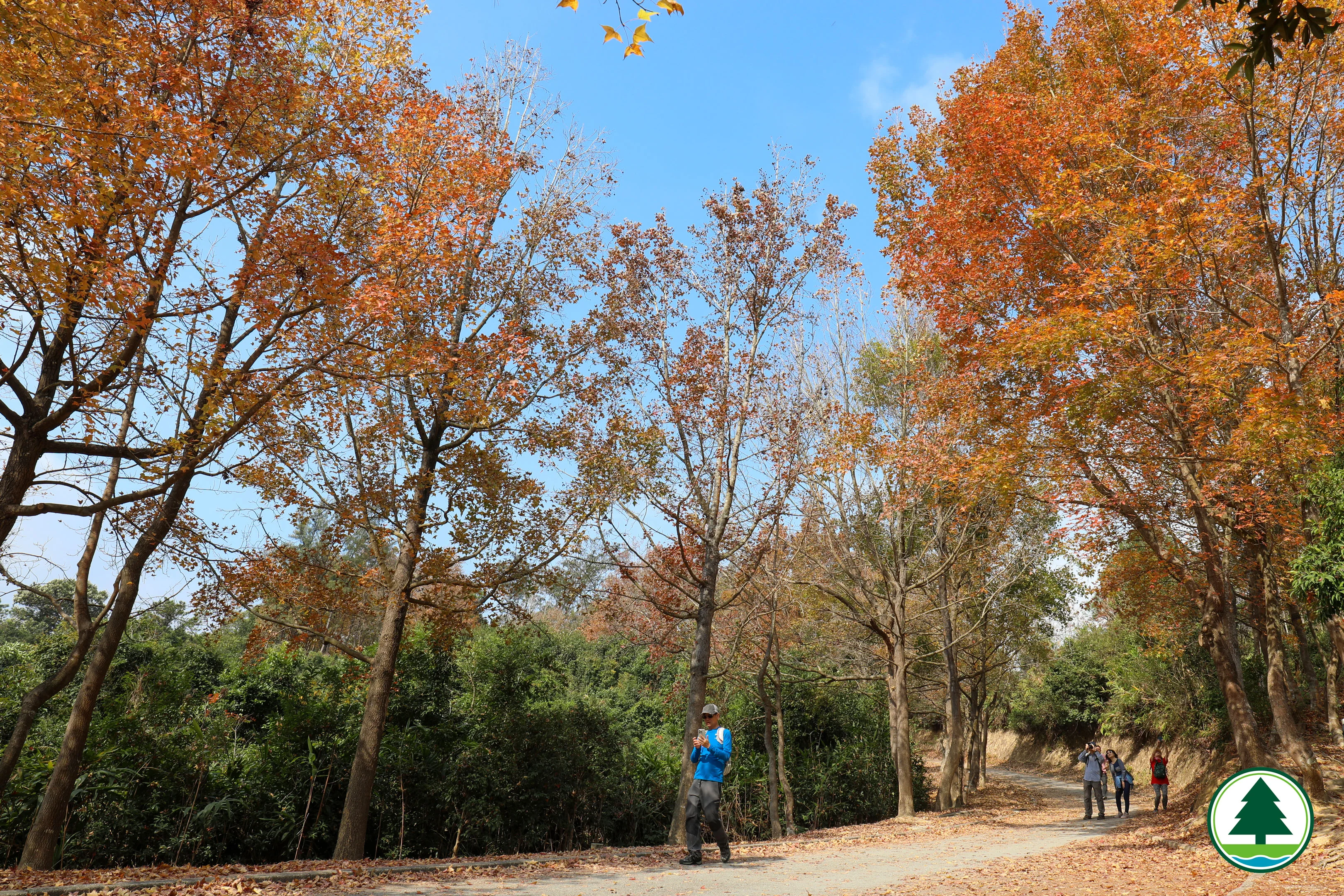 【香港紅葉】香港6個賞楓好去處(附交通資訊及停車場泊車攻略)｜最佳觀賞紅葉時間+注意事項